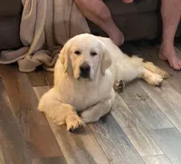 Tessa Puppies, a  English Cream Golden Retriever for sale in Altamont, IL – Photo 4 of 10