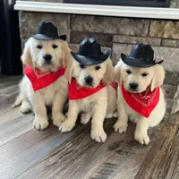 Tessa Puppies, a  English Cream Golden Retriever for sale in Altamont, IL – Photo 9 of 10