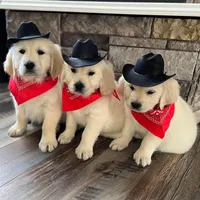 Tessa Puppies, a  English Cream Golden Retriever for sale in Altamont, IL – Photo 2 of 10