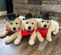 Tessa Puppies, a  English Cream Golden Retriever for sale in Altamont, IL – Photo 1 of 10