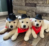 Tessa Puppies, a  English Cream Golden Retriever for sale in Altamont, IL – Photo 8 of 10