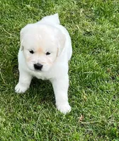 Orange Collar- Tessa X Ruger , a female Golden Retriever for sale in Altamont, IL – 7 of 10