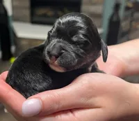 Black with tan and white, a male Golden Cocker Retriever for sale in Altamont, IL – Photo 6 of 8
