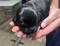 Black with tan and white, a male Golden Cocker Retriever for sale in Altamont, IL – Photo 2 of 8