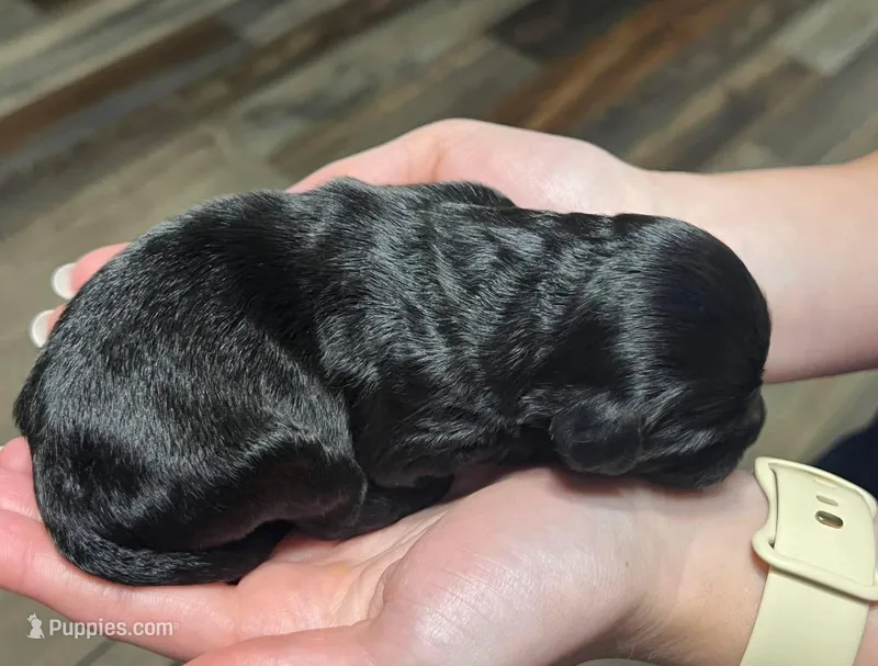 Black with tan and white – Golden Cocker Retriever puppy for sale in Altamont, IL