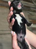 Black with tan and white, a male Golden Cocker Retriever for sale in Altamont, IL – Photo 5 of 8