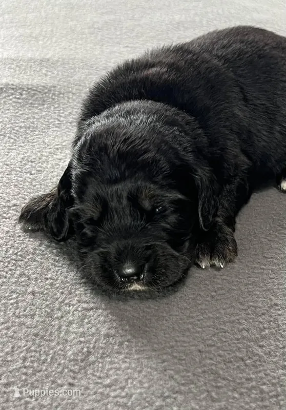 Black with tan and white – Golden Cocker Retriever puppy for sale in Altamont, IL