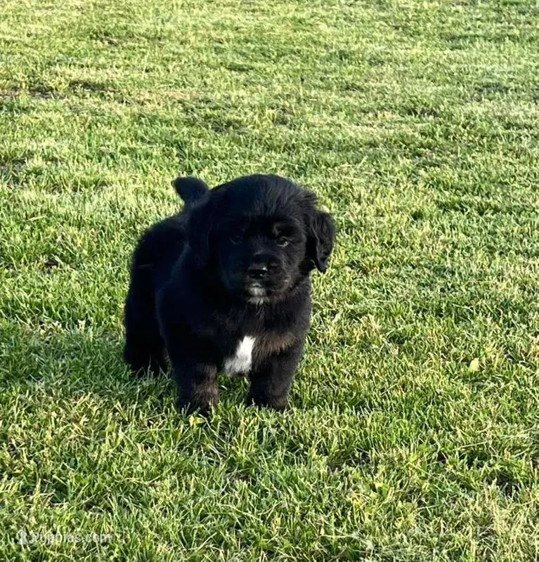 Black with tan and white – Golden Cocker Retriever puppy for sale in Altamont, IL
