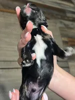 Black with tan and white, a male Golden Cocker Retriever for sale in Altamont, IL – Photo 3 of 8