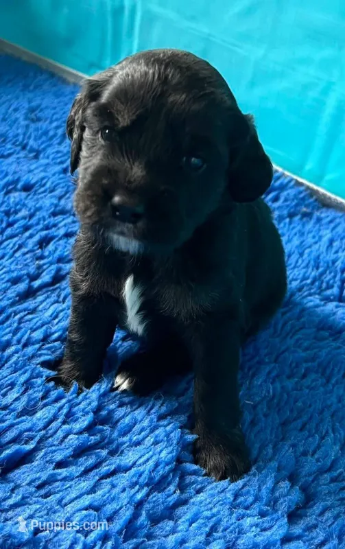 Black with tan and white – Golden Cocker Retriever puppy for sale in Altamont, IL