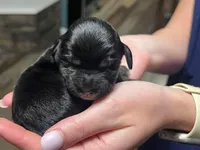 Black with tan and white, a male Golden Cocker Retriever for sale in Altamont, IL – Photo 7 of 8