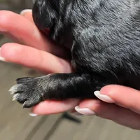 Black with tan and white, a male Golden Cocker Retriever for sale in Altamont, IL – Photo 8 of 8