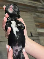 Black with tan and white, a male Golden Cocker Retriever for sale in Altamont, IL – Photo 4 of 8