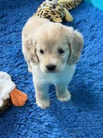 Green Collar , a male Golden Cocker Retriever for sale in Altamont, IL – 4 of 10