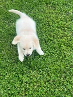 Tessa x Bear Pink Collar, a female Golden Retriever for sale in Altamont, IL – 10 of 10