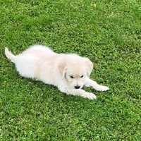Tessa x Bear Pink Collar, a female Golden Retriever for sale in Altamont, IL – 5 of 10