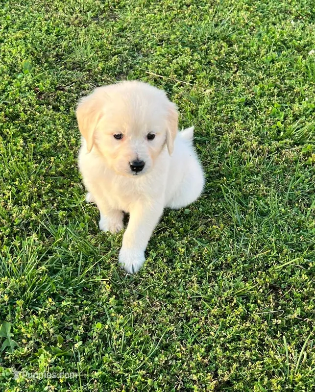 Tessa x Bear Yellow Collar – Golden Retriever puppy for sale in Altamont, IL