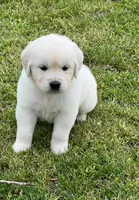 Orange Collar- Tessa X Ruger , a female Golden Retriever for sale in Altamont, IL – 8 of 10