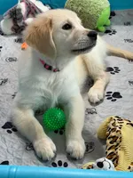 Tessa x Bear Pink Collar, a female English Cream Golden Retriever for sale in Altamont, IL – 6 of 10