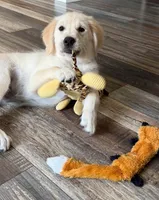 Tessa x Bear Pink Collar, a female Golden Retriever for sale in Altamont, IL – 6 of 10