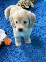 Green Collar , a male Golden Cocker Retriever for sale in Altamont, IL – 6 of 10