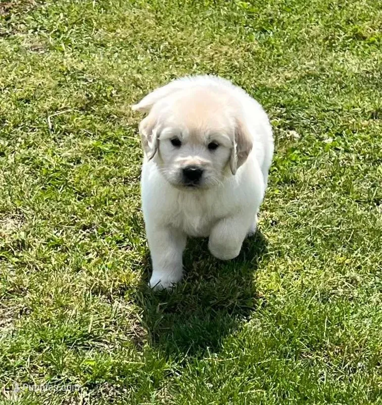 Blue Collar, a male Golden Retriever for sale in Altamont, IL – Photo 1 of 10