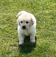 Blue Collar, a male Golden Retriever for sale in Altamont, IL – Photo 6 of 10