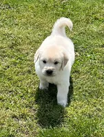 Blue Collar, a male Golden Retriever for sale in Altamont, IL – Photo 2 of 10