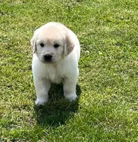 Blue Collar, a male Golden Retriever for sale in Altamont, IL – Photo 5 of 10