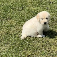 Blue Collar, a male Golden Retriever for sale in Altamont, IL – Photo 9 of 10