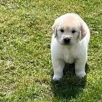 Blue Collar, a male Golden Retriever for sale in Altamont, IL – Photo 4 of 10