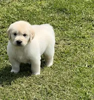 Blue Collar, a male Golden Retriever for sale in Altamont, IL – Photo 8 of 10