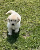 Blue Collar, a male Golden Retriever for sale in Altamont, IL – Photo 7 of 10