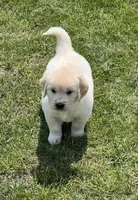 Blue Collar, a male Golden Retriever for sale in Altamont, IL – Photo 10 of 10