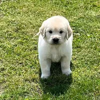 Blue Collar, a male Golden Retriever for sale in Altamont, IL – Photo 3 of 10
