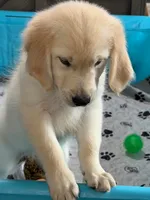 Pink Collar , a female Golden Retriever for sale in Altamont, IL – 10 of 10