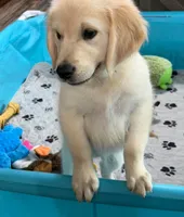 Tessa x Bear Pink Collar, a female English Cream Golden Retriever for sale in Altamont, IL – 8 of 10