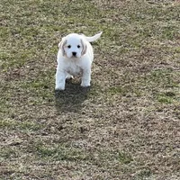 Mostly white w/golden spots, a female Golden Cocker Retriever for sale in Altamont, IL – Photo 7 of 10