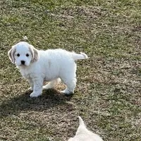 Mostly white w/golden spots, a female Golden Cocker Retriever for sale in Altamont, IL – Photo 9 of 10