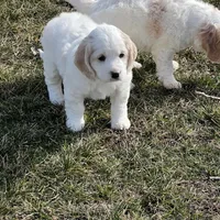 Mostly white w/golden spots, a female Golden Cocker Retriever for sale in Altamont, IL – Photo 2 of 10