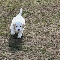 Mostly white w/golden spots, a female Golden Cocker Retriever for sale in Altamont, IL – Photo 10 of 10