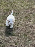Mostly white w/golden spots, a female Golden Cocker Retriever for sale in Altamont, IL – Photo 10 of 10