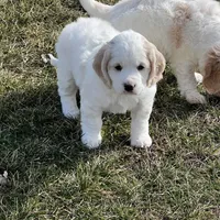 Mostly white w/golden spots, a female Golden Cocker Retriever for sale in Altamont, IL – Photo 1 of 10