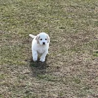 Mostly white w/golden spots, a female Golden Cocker Retriever for sale in Altamont, IL – Photo 5 of 10