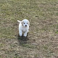 Mostly white w/golden spots, a female Golden Cocker Retriever for sale in Altamont, IL – Photo 5 of 10