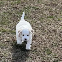 Mostly white w/golden spots, a female Golden Cocker Retriever for sale in Altamont, IL – Photo 4 of 10