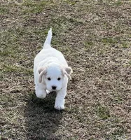 Mostly white w/golden spots, a female Golden Cocker Retriever for sale in Altamont, IL – Photo 4 of 10
