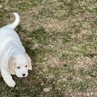 Mostly white w/golden spots, a female Golden Cocker Retriever for sale in Altamont, IL – Photo 6 of 10