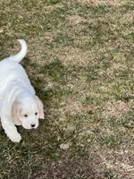 Mostly white w/golden spots, a female Golden Cocker Retriever for sale in Altamont, IL – Photo 6 of 10