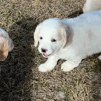 Mostly white w/golden spots, a female Golden Cocker Retriever for sale in Altamont, IL – Photo 3 of 10